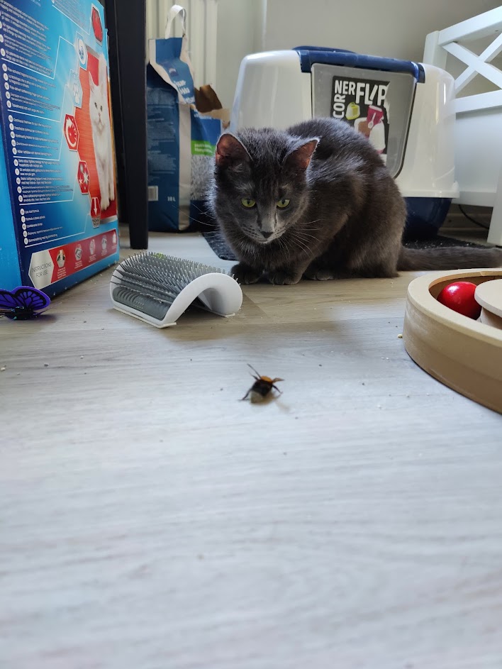 Another picture of my cat